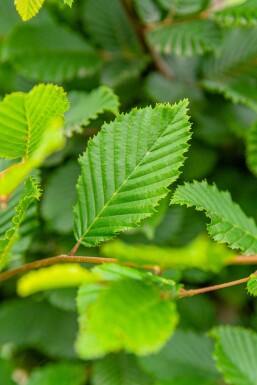 Carpinus betulus beveerd 6-8