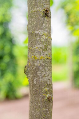 Carpinus betulus meerstammig