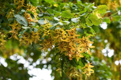 Carpinus betulus meerstammig