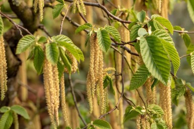 Carpinus betulus meerstammig