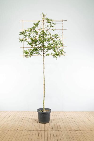 Carpinus betulus leiboom 14/16 190cm stam 150b x 120h