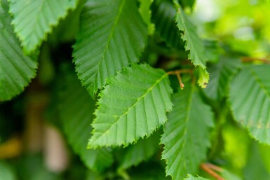 Carpinus betulus leiboom