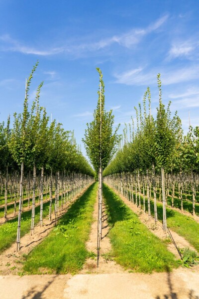 Carpinus betulus 'Fastigiata' hoogstam 20/25