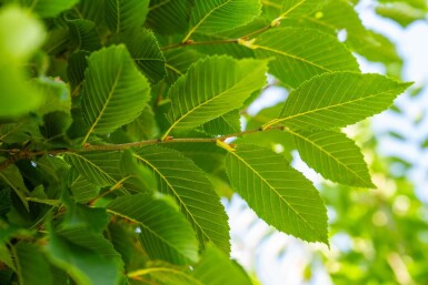 Carpinus betulus 'Fastigiata' hoogstam
