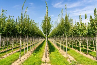 Carpinus betulus 'Fastigiata' hoogstam 20/25