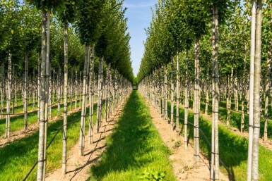 Carpinus betulus 'Fastigiata' hoogstam 20/25