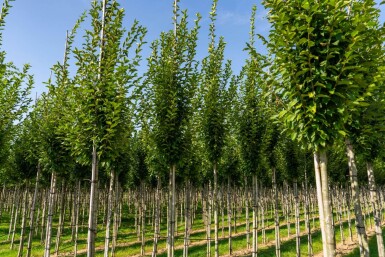 Carpinus betulus 'Fastigiata' hoogstam 20/25
