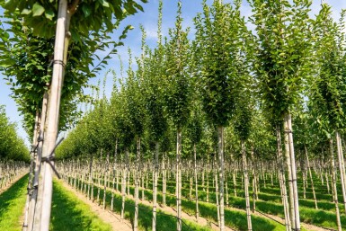 Carpinus betulus 'Fastigiata' hoogstam 20/25
