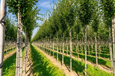 Carpinus betulus 'Fastigiata' hoogstam 20/25