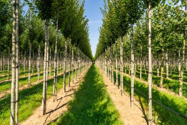 Carpinus betulus 'Fastigiata' hoogstam 20/25