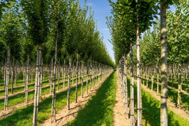 Carpinus betulus 'Fastigiata' hoogstam 20/25