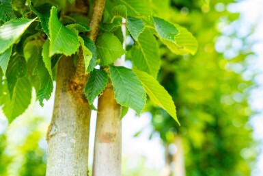 Carpinus betulus 'Fastigiata' hoogstam 20/25
