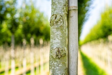 Carpinus betulus 'Fastigiata' hoogstam 20/25