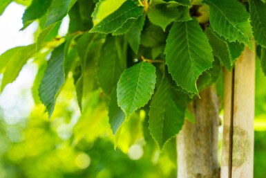 Carpinus betulus 'Fastigiata' hoogstam 20/25