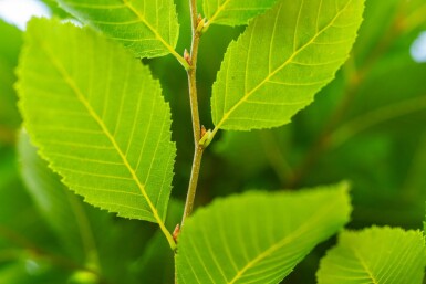 Carpinus betulus 'Fastigiata' hoogstam 20/25