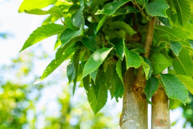 Carpinus betulus 'Fastigiata' hoogstam 20/25