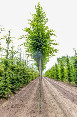Carpinus betulus 'Fastigiata' hoogstam 20/25