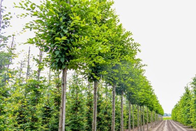 Carpinus betulus 'Fastigiata' hoogstam 20/25