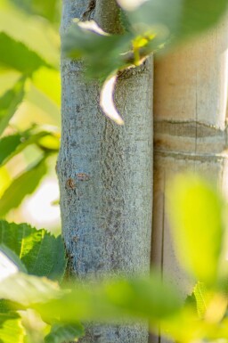 Carpinus betulus 'Fastigiata' hoogstam 20/25