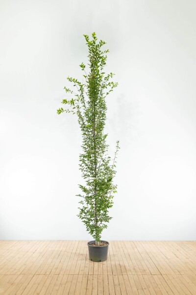 Carpinus betulus 'Fastigiata' beveerd 10/12