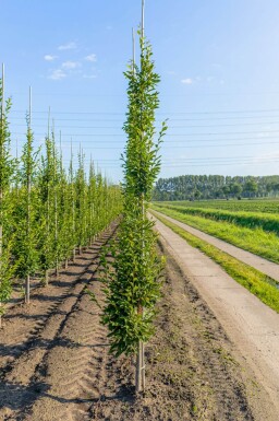Carpinus betulus 'Fastigiata' beveerd