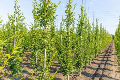 Carpinus betulus 'Fastigiata' beveerd 10/12
