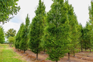 Carpinus betulus 'Fastigiata' beveerd 10/12