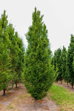 Carpinus betulus 'Fastigiata' beveerd 10/12