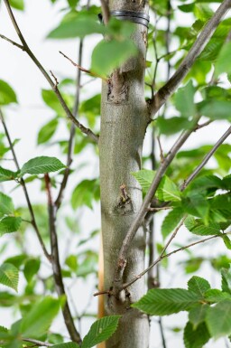 Carpinus betulus 'Fastigiata' beveerd 10/12