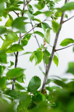 Carpinus betulus 'Fastigiata' beveerd 10/12