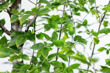 Carpinus betulus 'Fastigiata' beveerd 10/12