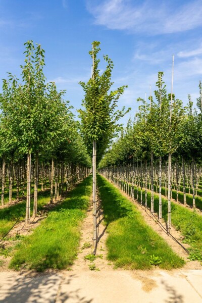 Carpinus betulus 'Frans Fontaine' hoogstam 20/25