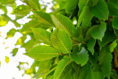Carpinus betulus 'Frans Fontaine' hoogstam 20/25