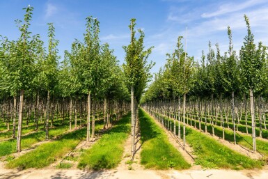 Carpinus betulus 'Frans Fontaine' hoogstam 20/25