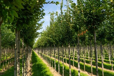 Carpinus betulus 'Frans Fontaine' hoogstam 20/25