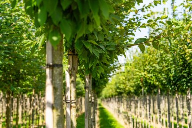Carpinus betulus 'Frans Fontaine' hoogstam 20/25