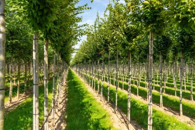 Carpinus betulus 'Frans Fontaine' hoogstam 20/25