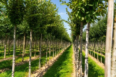 Carpinus betulus 'Frans Fontaine' hoogstam 20/25