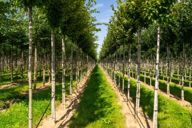 Carpinus betulus 'Frans Fontaine' hoogstam 20/25