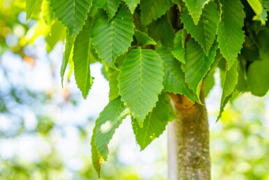 Carpinus betulus 'Frans Fontaine' hoogstam 20/25