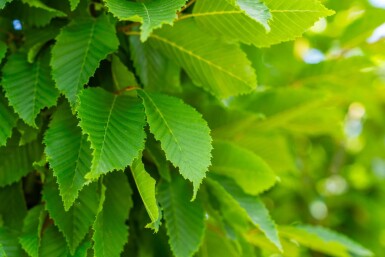 Carpinus betulus 'Frans Fontaine' hoogstam 20/25