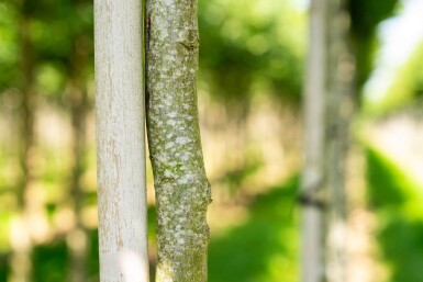 Carpinus betulus 'Frans Fontaine' hoogstam 20/25