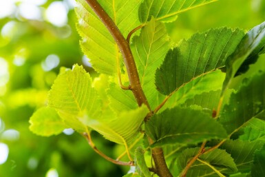Carpinus betulus 'Frans Fontaine' hoogstam 20/25