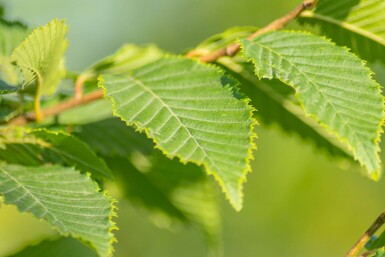 Carpinus betulus 'Frans Fontaine' hoogstam 20/25