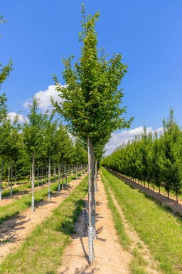 Carpinus betulus 'Frans Fontaine' hoogstam 20/25