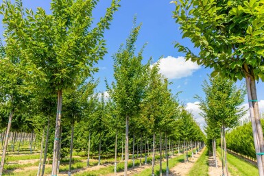 Carpinus betulus 'Frans Fontaine' hoogstam 20/25