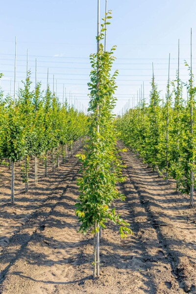 Carpinus betulus 'Frans Fontaine' beveerd 10/12