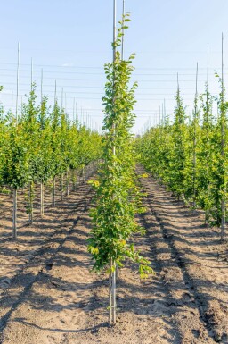 Carpinus betulus 'Frans Fontaine' beveerd 10/12