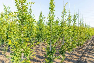Carpinus betulus 'Frans Fontaine' beveerd 10/12