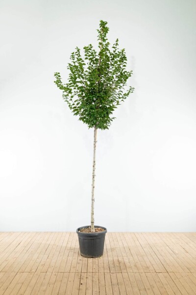 Carpinus betulus 'Lucas' hoogstam 18/20